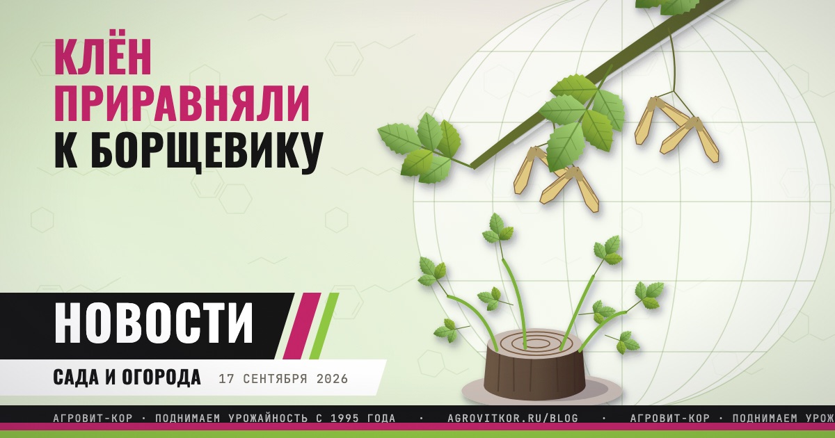 Американский клён приравняли к борщевику: что это значит для дачников — иллюстрация к статье блога АГРОВИТ-КОР