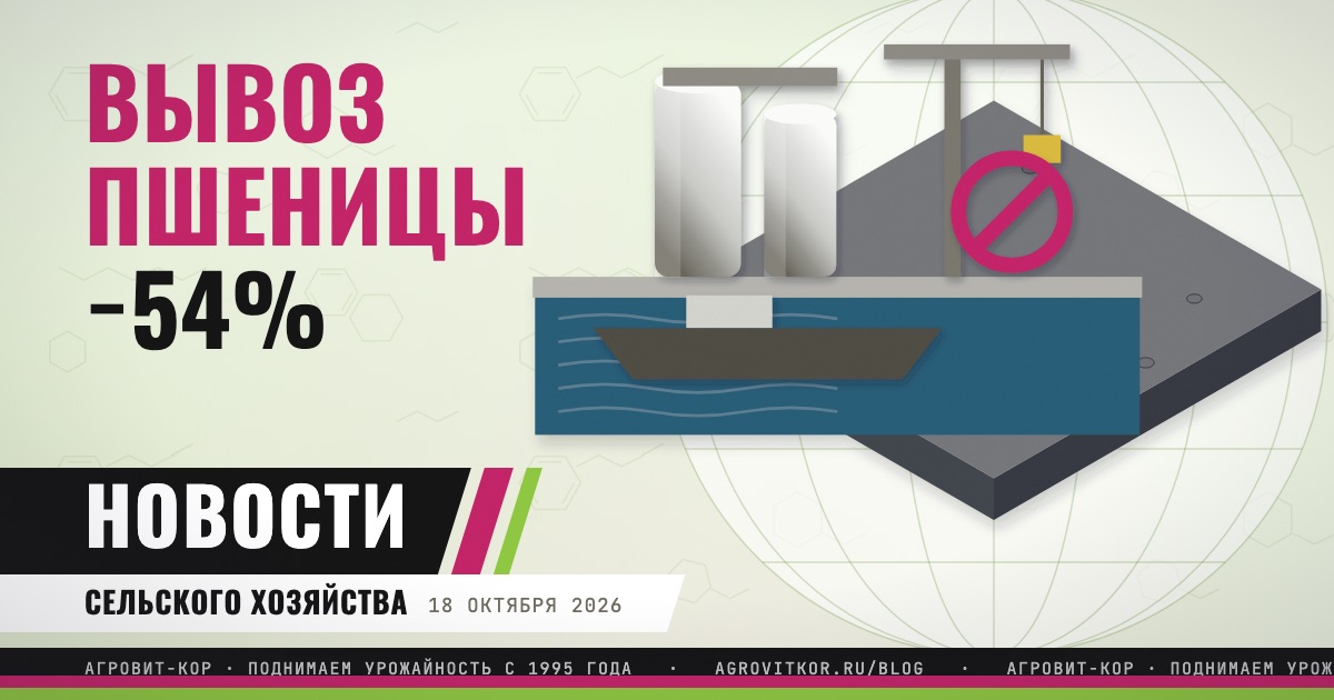 Экспорт пшеницы в октябре может упасть на 54%: что делать хозяйству — иллюстрация к статье блога АГРОВИТ-КОР