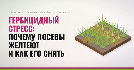 Гербицидный стресс: почему посевы желтеют и как его снять — иллюстрация к статье блога АГРОВИТ-КОР