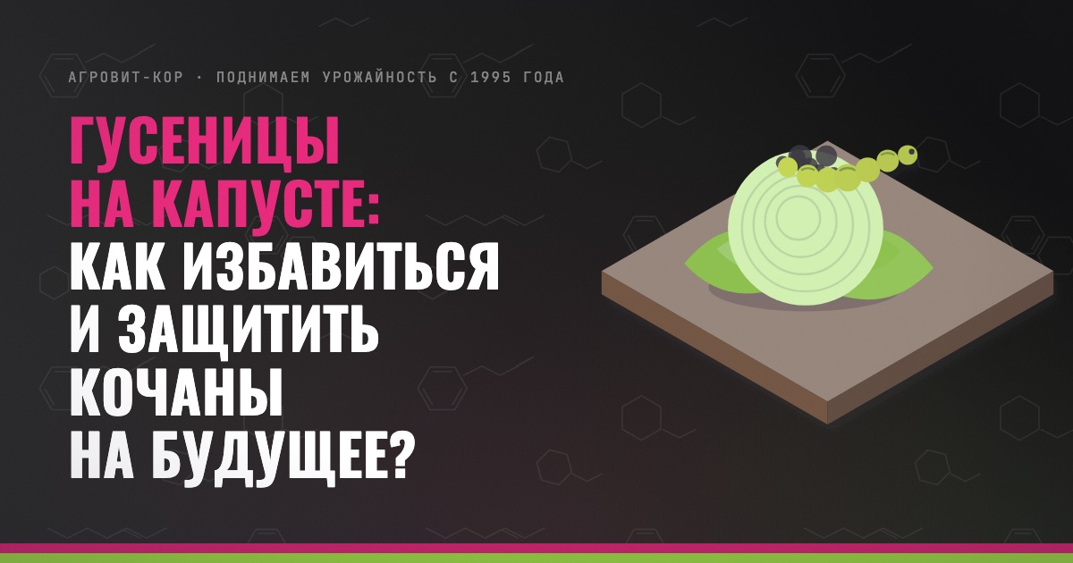 Гусеницы на капусте: как избавиться и защитить кочаны на будущее? — иллюстрация к статье блога АГРОВИТ-КОР