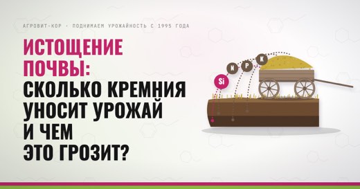 Истощение почвы: сколько кремния уносит урожай и чем это грозит? — иллюстрация к статье блога АГРОВИТ-КОР