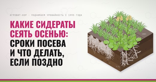 Какие сидераты сеять осенью: сроки посева и что делать, если поздно — иллюстрация к статье блога АГРОВИТ-КОР