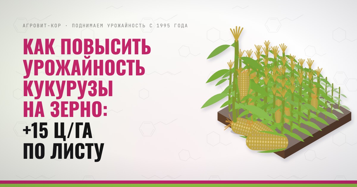 Как повысить урожайность кукурузы на зерно: +15 ц/га по листу — иллюстрация к статье блога АГРОВИТ-КОР