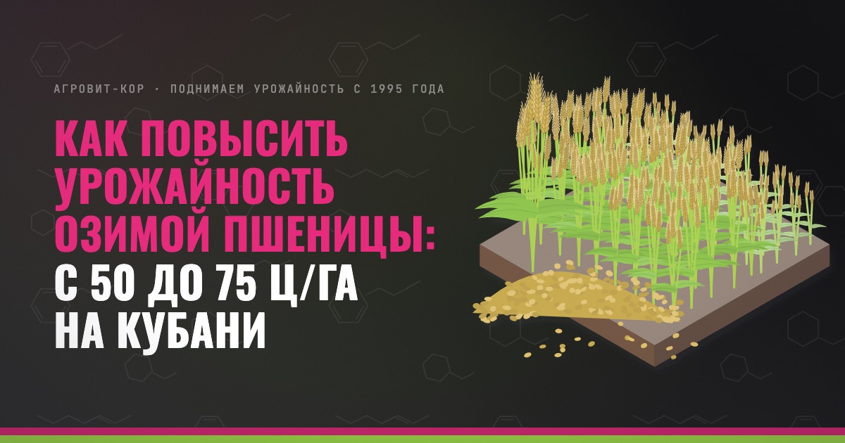 Как повысить урожайность озимой пшеницы: с 50 до 75 ц/га на Кубани — иллюстрация к статье блога АГРОВИТ-КОР