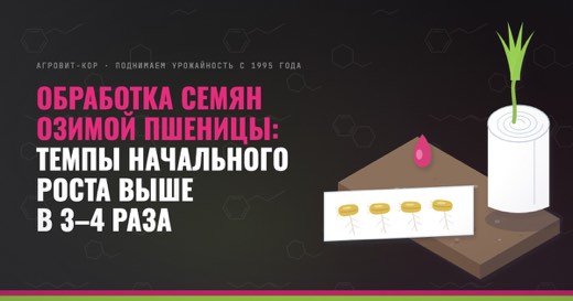 Обработка семян озимой пшеницы: темпы начального роста выше в 3–4 раза — иллюстрация к статье блога АГРОВИТ-КОР