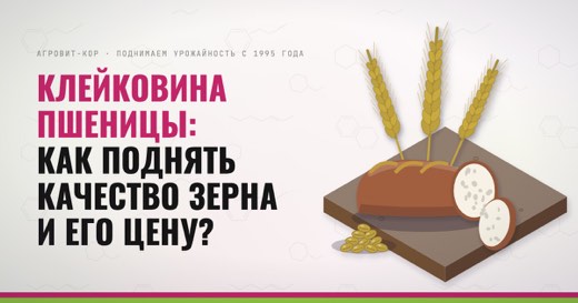 Клейковина пшеницы: как поднять качество зерна и его цену? — иллюстрация к статье блога АГРОВИТ-КОР