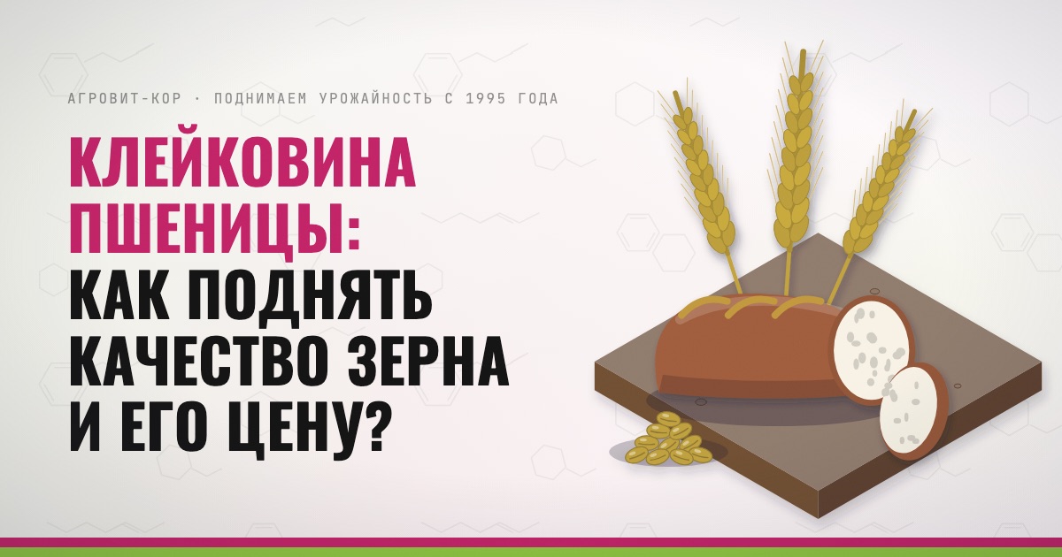 Клейковина пшеницы: как поднять качество зерна и его цену? — иллюстрация к статье блога АГРОВИТ-КОР