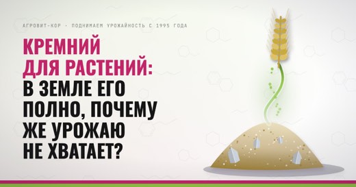 Кремний для растений: в земле его полно, почему же урожаю не хватает? — иллюстрация к статье блога АГРОВИТ-КОР