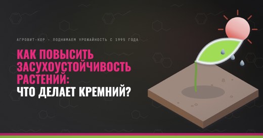Как повысить засухоустойчивость растений: что делает кремний? — иллюстрация к статье блога АГРОВИТ-КОР