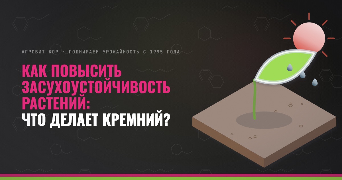 Как повысить засухоустойчивость растений: что делает кремний? — иллюстрация к статье блога АГРОВИТ-КОР