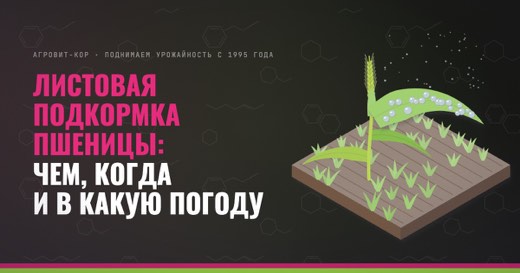 Листовая подкормка пшеницы: чем, когда и в какую погоду — иллюстрация к статье блога АГРОВИТ-КОР