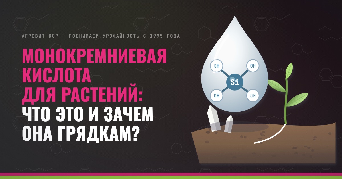 Монокремниевая кислота для растений: что это и зачем она грядкам? — иллюстрация к статье блога АГРОВИТ-КОР