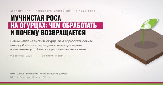 Мучнистая роса на огурцах: чем обработать и почему возвращается — иллюстрация к статье блога АГРОВИТ-КОР