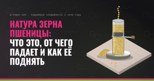 Натура зерна пшеницы: что это, от чего падает и как её поднять — иллюстрация к статье блога АГРОВИТ-КОР
