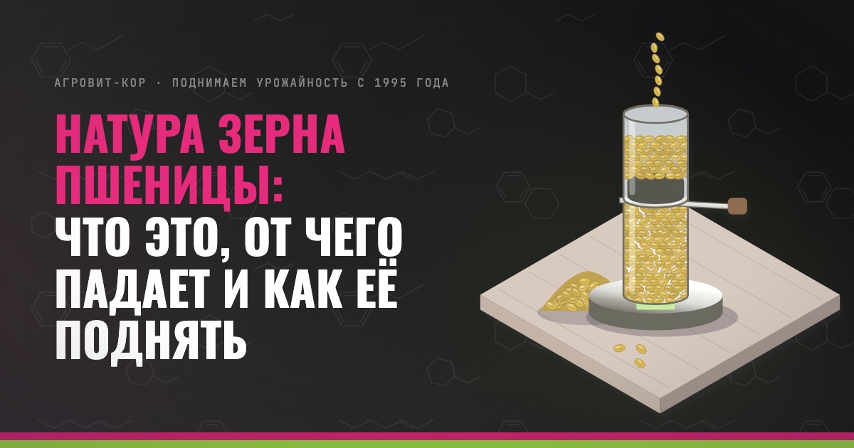 Натура зерна пшеницы: что это, от чего падает и как её поднять — иллюстрация к статье блога АГРОВИТ-КОР