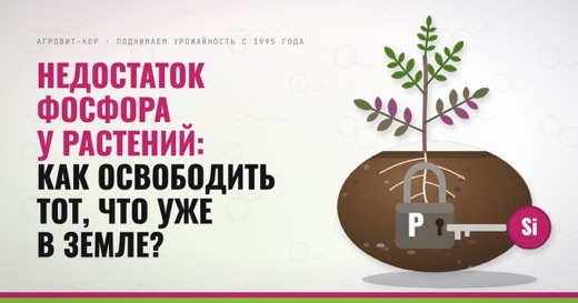 Недостаток фосфора у растений: как освободить тот, что уже в земле? — иллюстрация к статье блога АГРОВИТ-КОР