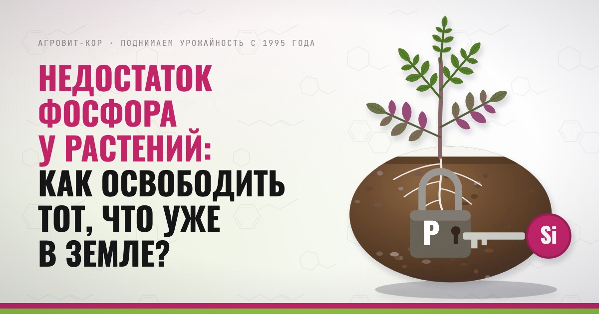 Недостаток фосфора у растений: как освободить тот, что уже в земле? — иллюстрация к статье блога АГРОВИТ-КОР