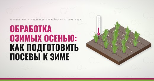 Обработка озимых осенью: как подготовить посевы к зиме — иллюстрация к статье блога АГРОВИТ-КОР