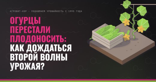 Огурцы перестали плодоносить: как дождаться второй волны урожая? — иллюстрация к статье блога АГРОВИТ-КОР