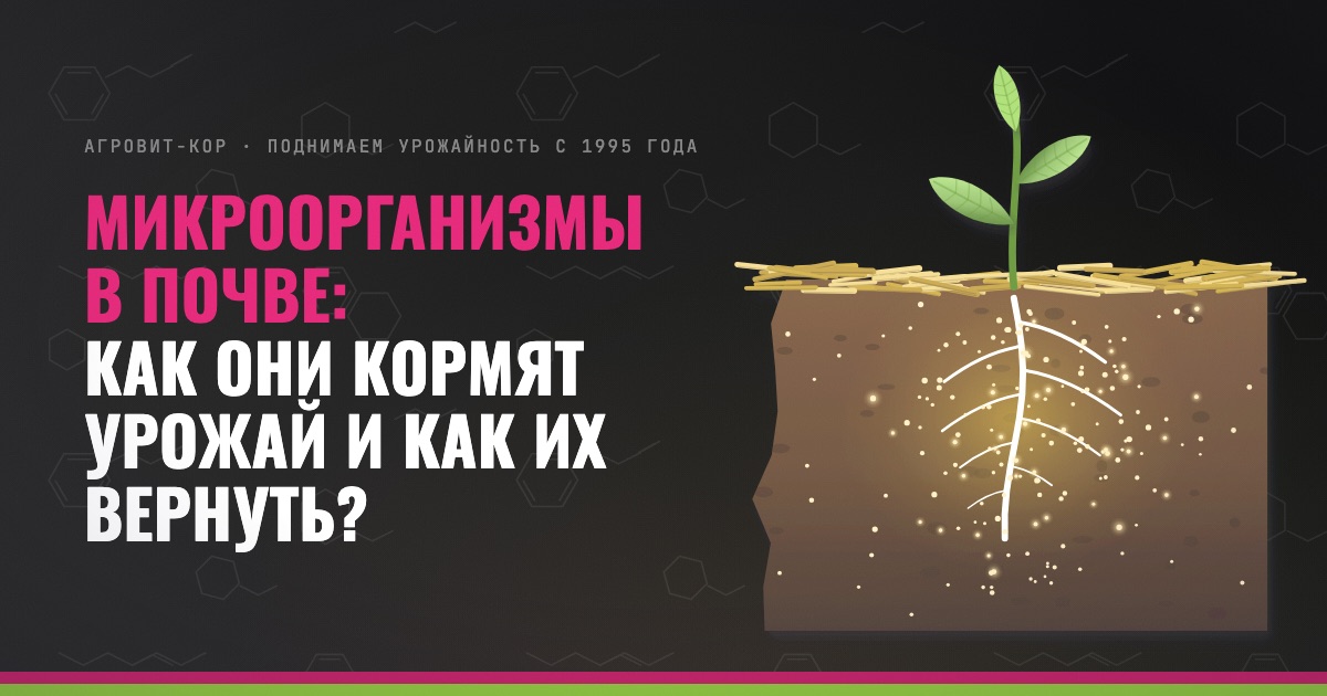 Микроорганизмы в почве: как они кормят урожай и как их вернуть? — иллюстрация к статье блога АГРОВИТ-КОР