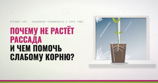 Почему не растёт рассада и чем помочь слабому корню? — иллюстрация к статье блога АГРОВИТ-КОР