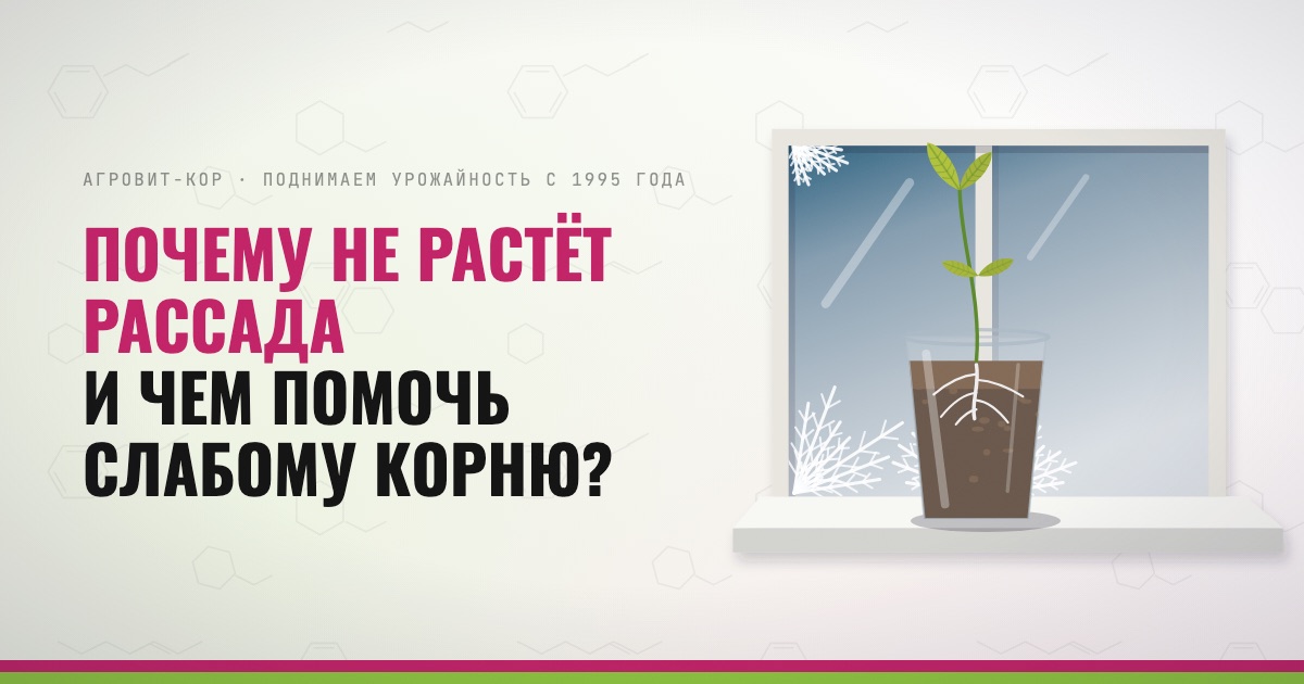 Почему не растёт рассада и чем помочь слабому корню? — иллюстрация к статье блога АГРОВИТ-КОР