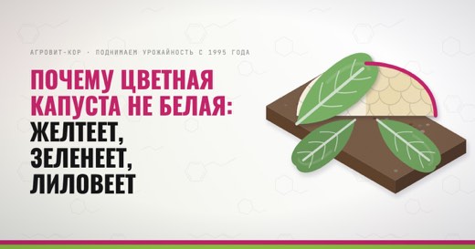 Почему цветная капуста не белая: желтеет, зеленеет, лиловеет — иллюстрация к статье блога АГРОВИТ-КОР
