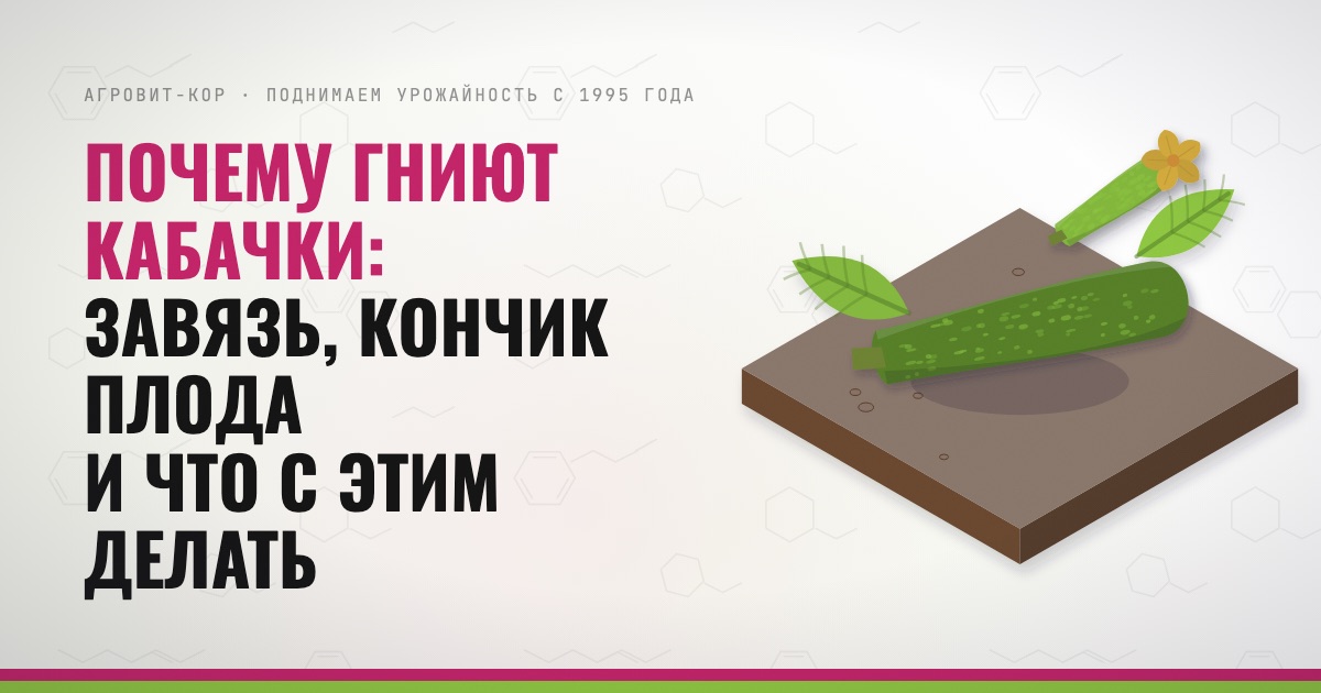 Почему гниют кабачки: завязь, кончик плода и что с этим делать — иллюстрация к статье блога АГРОВИТ-КОР