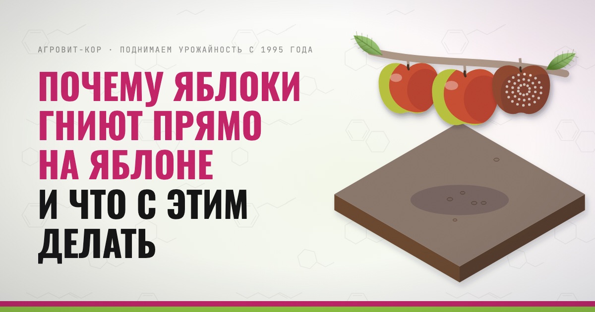 Почему яблоки гниют прямо на яблоне и что с этим делать — иллюстрация к статье блога АГРОВИТ-КОР