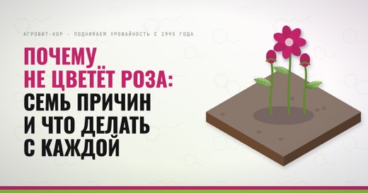 Почему не цветёт роза: семь причин и что делать с каждой — иллюстрация к статье блога АГРОВИТ-КОР