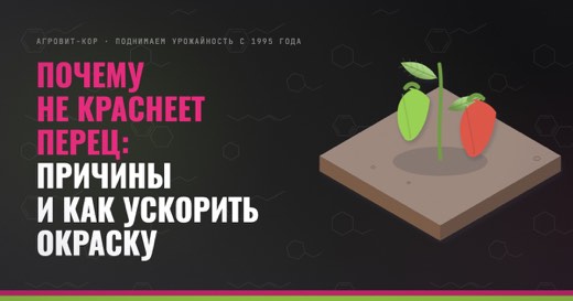 Почему не краснеет перец: причины и как ускорить окраску — иллюстрация к статье блога АГРОВИТ-КОР