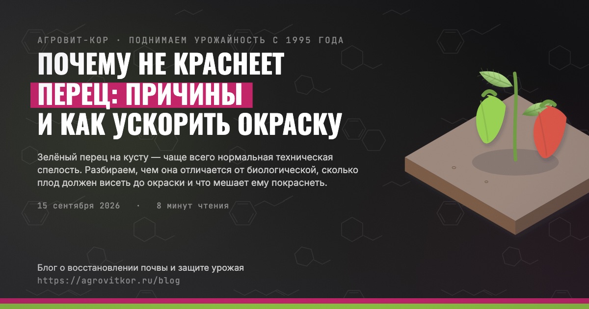 Почему не краснеет перец: причины и как ускорить окраску — иллюстрация к статье блога АГРОВИТ-КОР