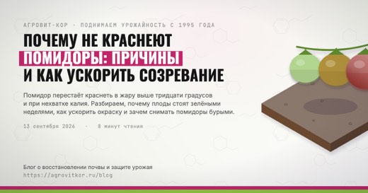 Почему не краснеют помидоры: причины и как ускорить созревание — иллюстрация к статье блога АГРОВИТ-КОР