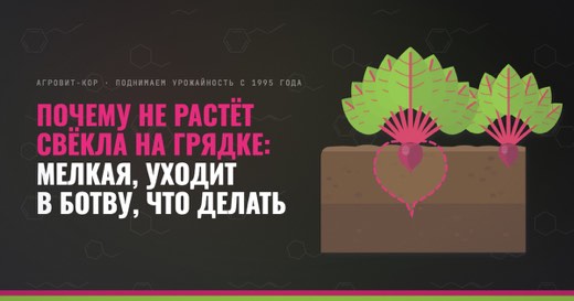 Почему не растёт свёкла на грядке: мелкая, уходит в ботву, что делать — иллюстрация к статье блога АГРОВИТ-КОР