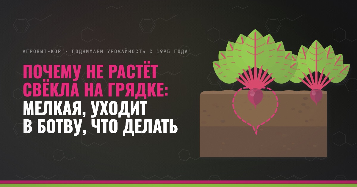 Почему не растёт свёкла на грядке: мелкая, уходит в ботву, что делать — иллюстрация к статье блога АГРОВИТ-КОР