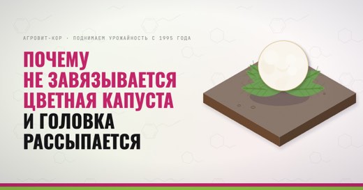 Почему не завязывается цветная капуста и головка рассыпается — иллюстрация к статье блога АГРОВИТ-КОР
