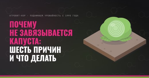 Почему не завязывается капуста: шесть причин и что делать — иллюстрация к статье блога АГРОВИТ-КОР