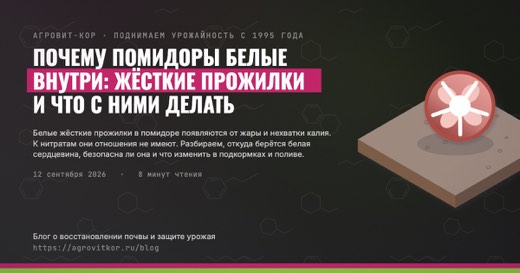 Почему помидоры белые внутри: жёсткие прожилки и что с ними делать — иллюстрация к статье блога АГРОВИТ-КОР