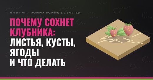Почему сохнет клубника: листья, кусты, ягоды и что делать — иллюстрация к статье блога АГРОВИТ-КОР