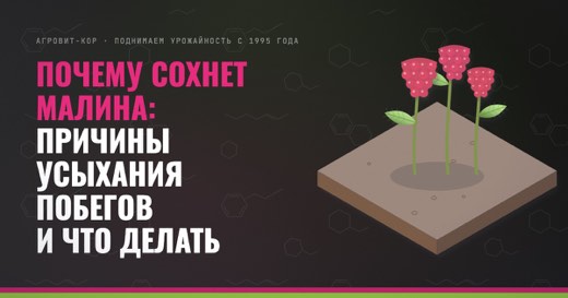 Почему сохнет малина: причины усыхания побегов и что делать — иллюстрация к статье блога АГРОВИТ-КОР