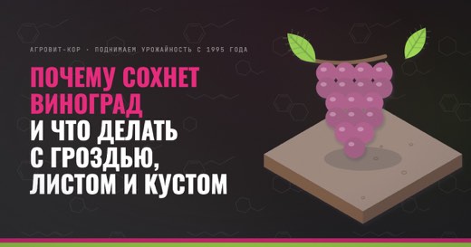 Почему сохнет виноград и что делать с гроздью, листом и кустом — иллюстрация к статье блога АГРОВИТ-КОР