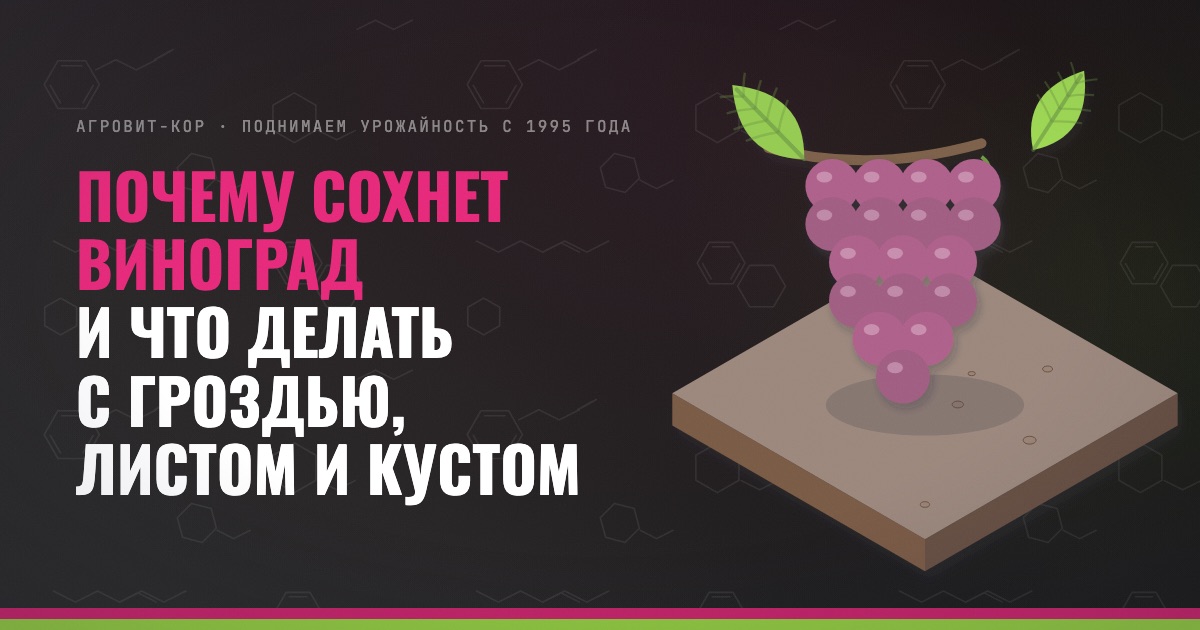 Почему сохнет виноград и что делать с гроздью, листом и кустом — иллюстрация к статье блога АГРОВИТ-КОР