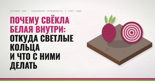 Почему свёкла белая внутри: откуда светлые кольца и что с ними делать — иллюстрация к статье блога АГРОВИТ-КОР