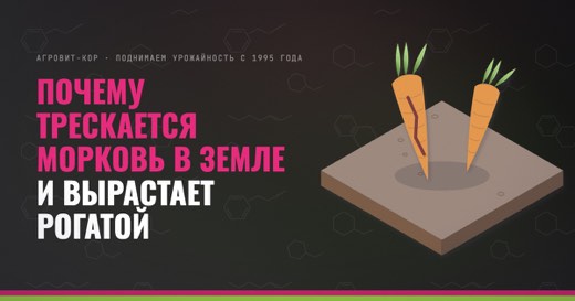 Почему трескается морковь в земле и вырастает рогатой — иллюстрация к статье блога АГРОВИТ-КОР