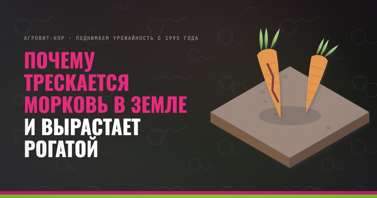 Почему трескается морковь в земле и вырастает рогатой — иллюстрация к статье блога АГРОВИТ-КОР