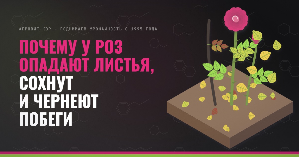 Почему у роз опадают листья, сохнут и чернеют побеги — иллюстрация к статье блога АГРОВИТ-КОР