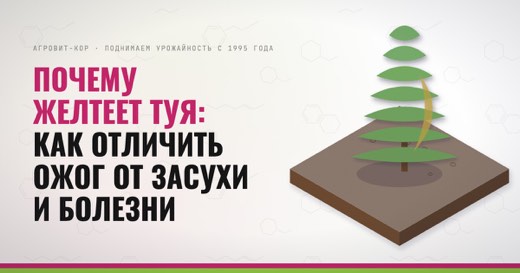 Почему желтеет туя: как отличить ожог от засухи и болезни — иллюстрация к статье блога АГРОВИТ-КОР