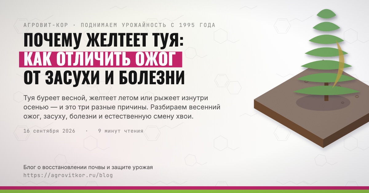 Почему желтеет туя: как отличить ожог от засухи и болезни — иллюстрация к статье блога АГРОВИТ-КОР