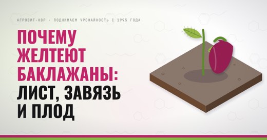 Почему желтеют баклажаны: лист, завязь и плод — иллюстрация к статье блога АГРОВИТ-КОР