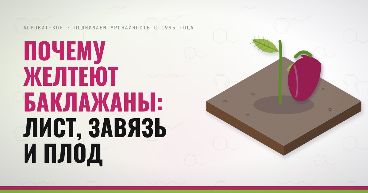 Почему желтеют баклажаны: лист, завязь и плод — иллюстрация к статье блога АГРОВИТ-КОР